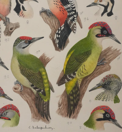 Louis DELAPCHIER : Pic vert, de Sharpe et épeichette, Aquarelle originale signée