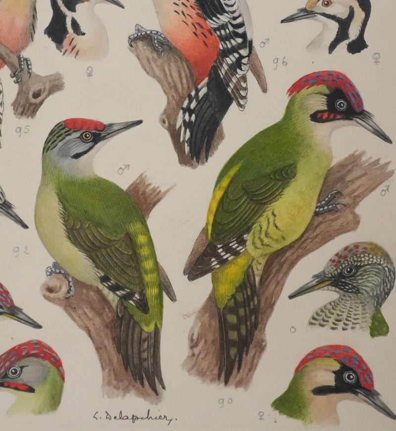 Louis DELAPCHIER : Pic vert, de Sharpe et épeichette, Aquarelle originale signée