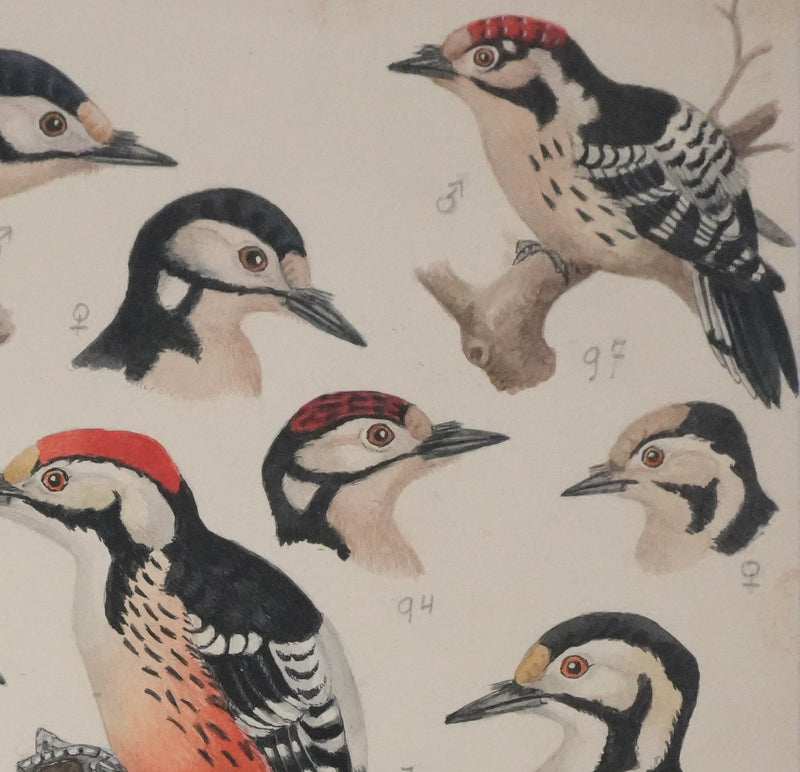 Louis DELAPCHIER : Pic vert, de Sharpe et épeichette, Aquarelle originale signée