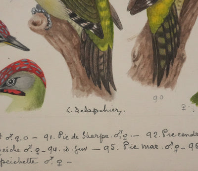 Louis DELAPCHIER : Pic vert, de Sharpe et épeichette, Aquarelle originale signée