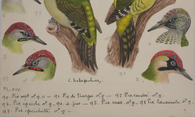 Louis DELAPCHIER : Pic vert, de Sharpe et épeichette, Aquarelle originale signée