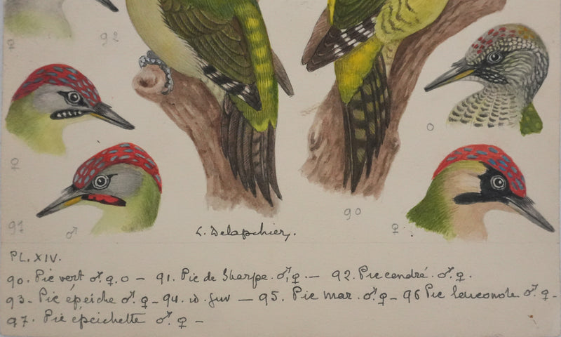 Louis DELAPCHIER : Pic vert, de Sharpe et épeichette, Aquarelle originale signée
