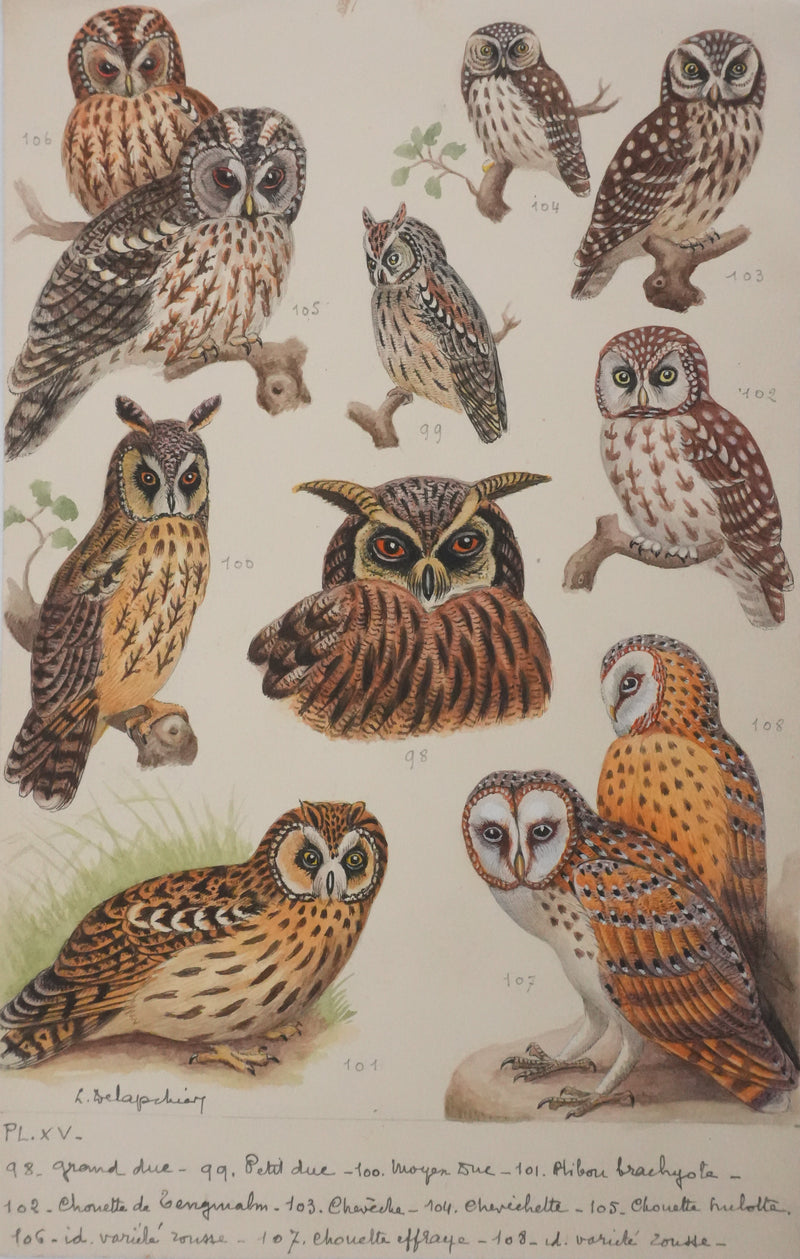 Louis DELAPCHIER : Grand duc, petit duc, Hibou et Chouette, Aquarelle originale signée