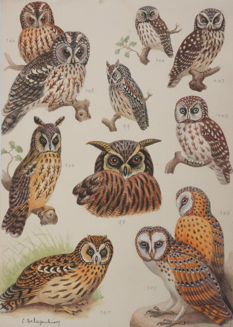 Louis DELAPCHIER : Grand duc, petit duc, Hibou et Chouette, Aquarelle originale signée