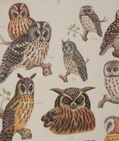 Louis DELAPCHIER : Grand duc, petit duc, Hibou et Chouette, Aquarelle originale signée