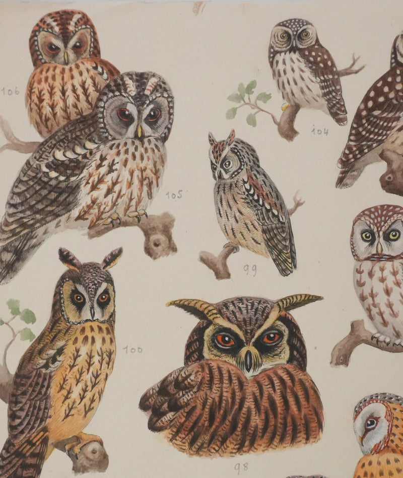 Louis DELAPCHIER : Grand duc, petit duc, Hibou et Chouette, Aquarelle originale signée