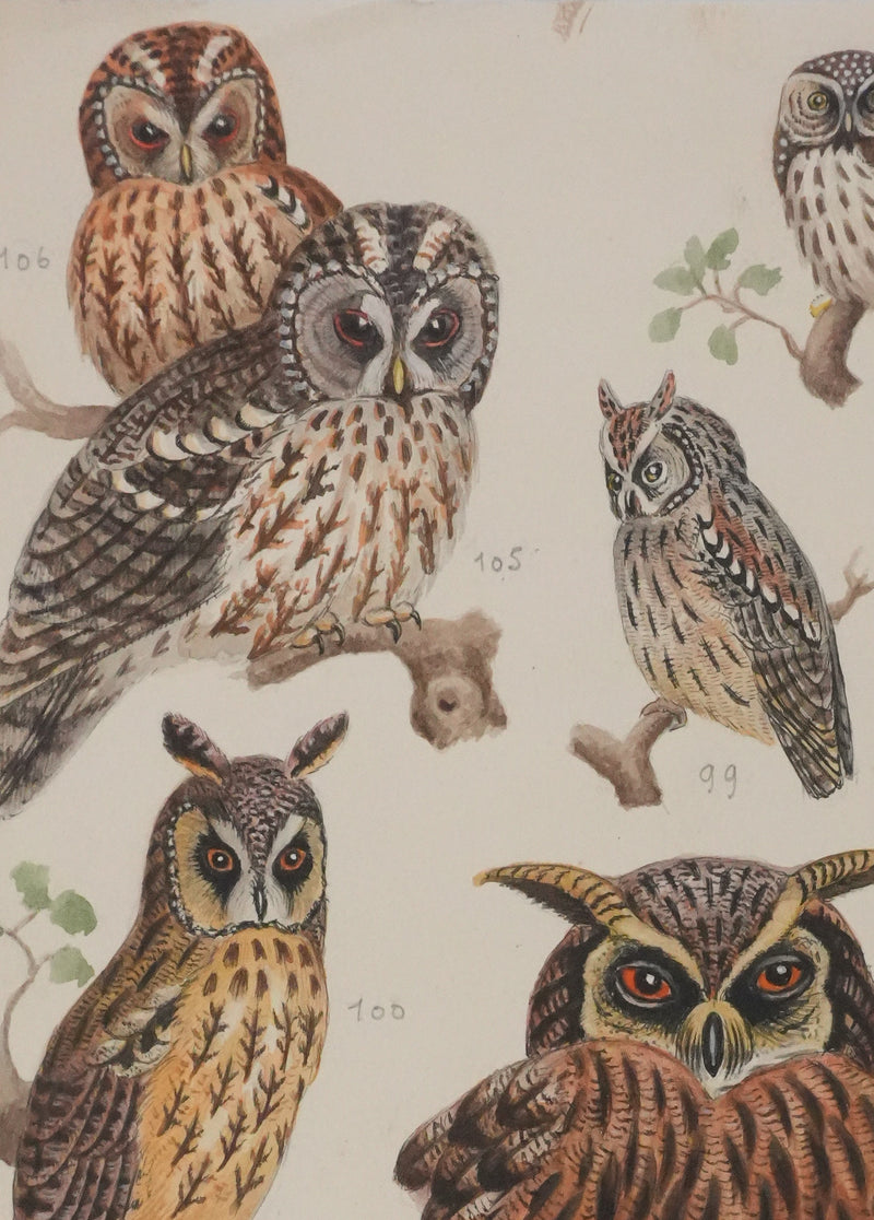 Louis DELAPCHIER : Grand duc, petit duc, Hibou et Chouette, Aquarelle originale signée