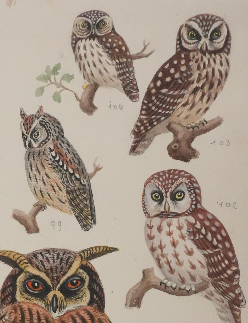 Louis DELAPCHIER : Grand duc, petit duc, Hibou et Chouette, Aquarelle originale signée