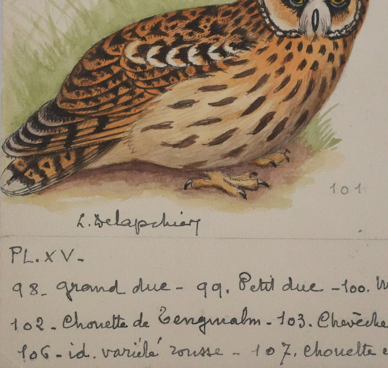 Louis DELAPCHIER : Grand duc, petit duc, Hibou et Chouette, Aquarelle originale signée