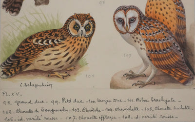 Louis DELAPCHIER : Grand duc, petit duc, Hibou et Chouette, Aquarelle originale signée