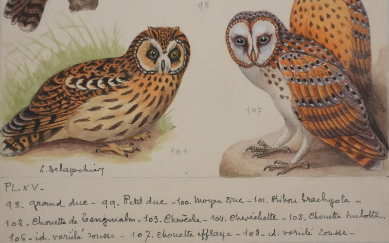 Louis DELAPCHIER : Grand duc, petit duc, Hibou et Chouette, Aquarelle originale signée
