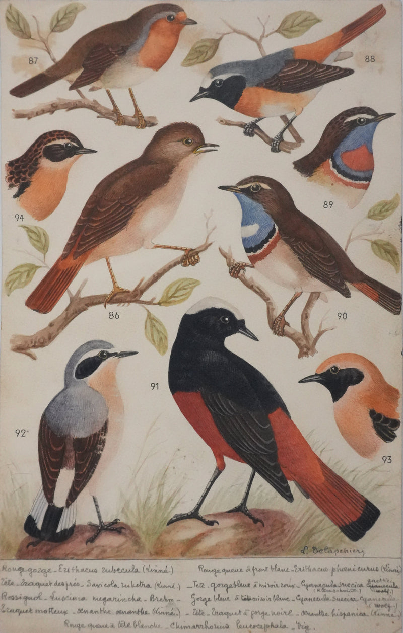 Louis DELAPCHIER : Rouge-gorge, Rossignol et Rouge-queue, Aquarelle originale signée