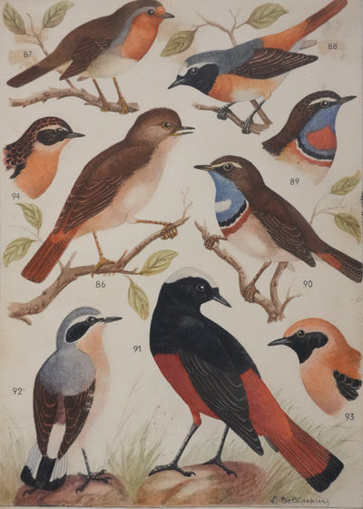 Louis DELAPCHIER : Rouge-gorge, Rossignol et Rouge-queue, Aquarelle originale signée