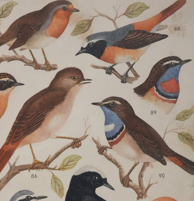 Louis DELAPCHIER : Rouge-gorge, Rossignol et Rouge-queue, Aquarelle originale signée