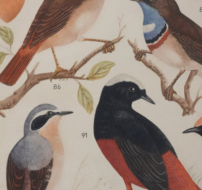 Louis DELAPCHIER : Rouge-gorge, Rossignol et Rouge-queue, Aquarelle originale signée