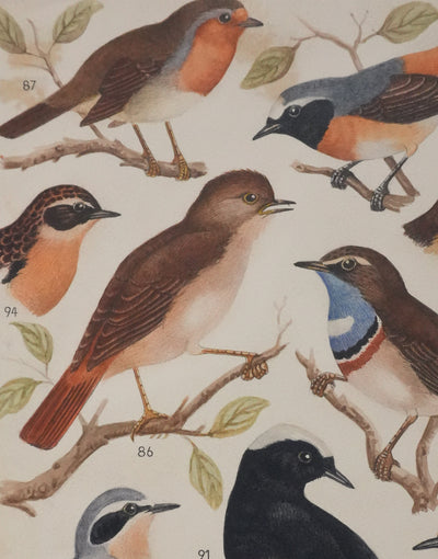 Louis DELAPCHIER : Rouge-gorge, Rossignol et Rouge-queue, Aquarelle originale signée