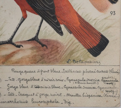 Louis DELAPCHIER : Rouge-gorge, Rossignol et Rouge-queue, Aquarelle originale signée