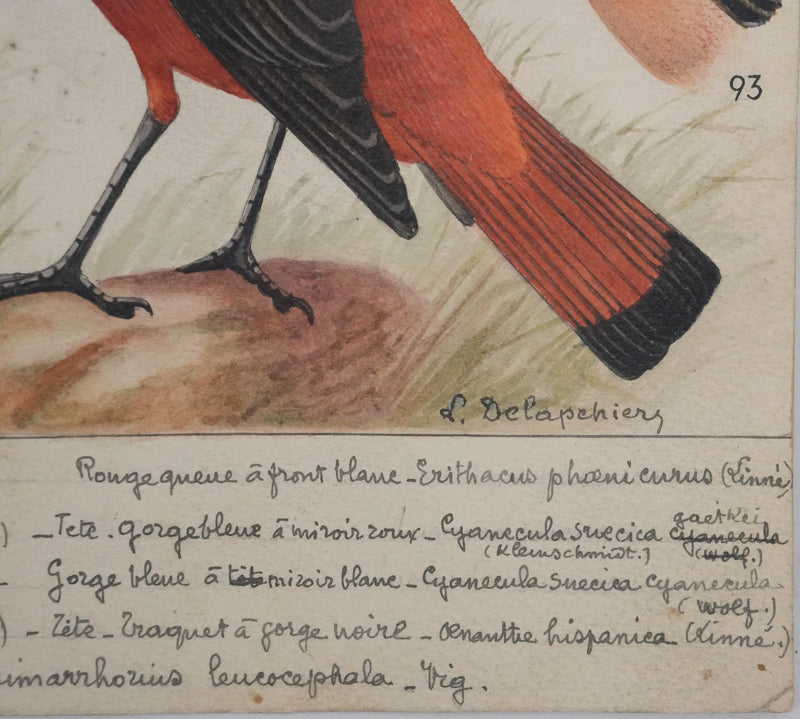 Louis DELAPCHIER : Rouge-gorge, Rossignol et Rouge-queue, Aquarelle originale signée