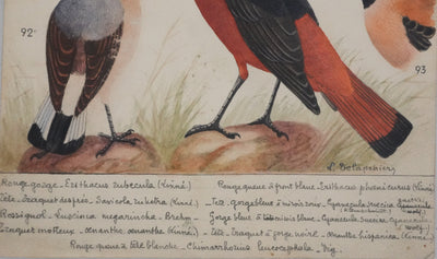 Louis DELAPCHIER : Rouge-gorge, Rossignol et Rouge-queue, Aquarelle originale signée