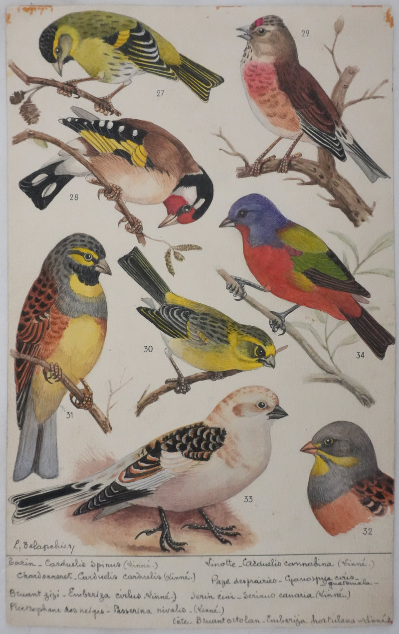 Louis DELAPCHIER : Linotte, Tarin et Chardonneret, Aquarelle originale signée