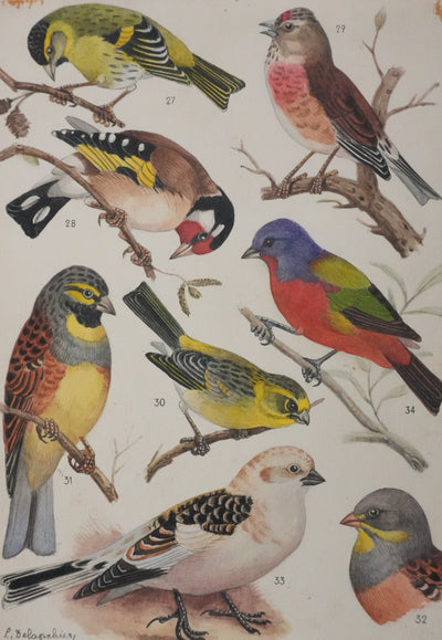 Louis DELAPCHIER : Linotte, Tarin et Chardonneret, Aquarelle originale signée