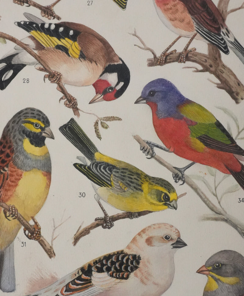 Louis DELAPCHIER : Linotte, Tarin et Chardonneret, Aquarelle originale signée