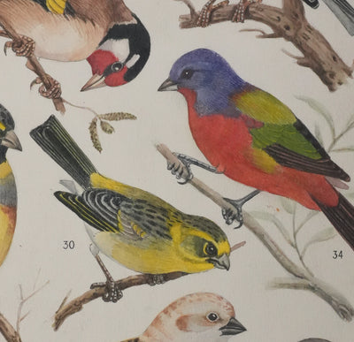 Louis DELAPCHIER : Linotte, Tarin et Chardonneret, Aquarelle originale signée