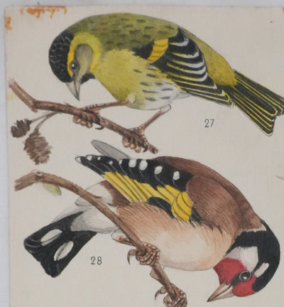 Louis DELAPCHIER : Linotte, Tarin et Chardonneret, Aquarelle originale signée