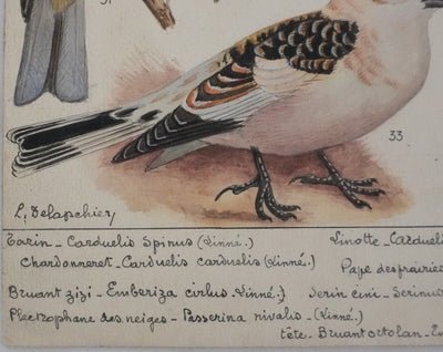 Louis DELAPCHIER : Linotte, Tarin et Chardonneret, Aquarelle originale signée