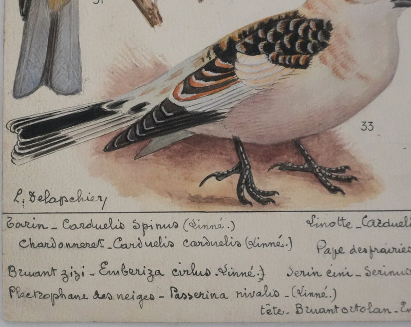 Louis DELAPCHIER : Linotte, Tarin et Chardonneret, Aquarelle originale signée