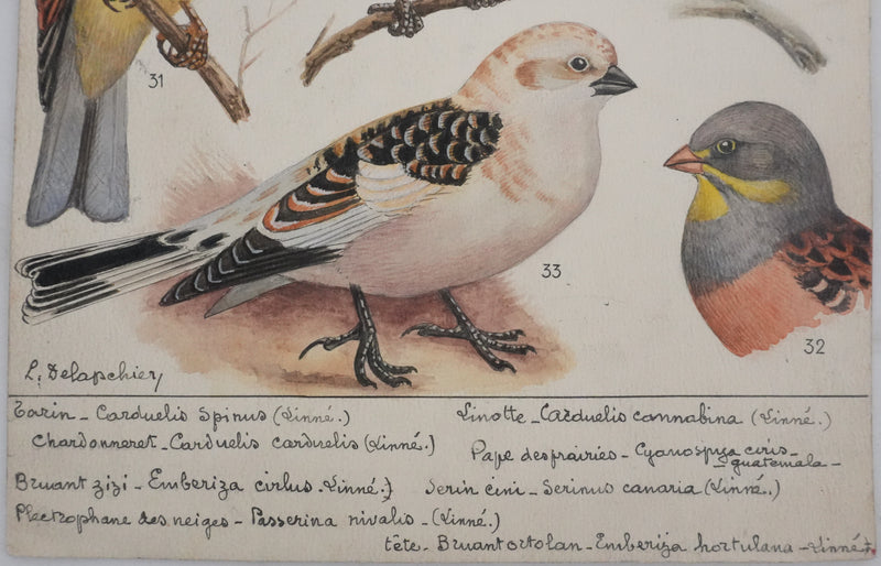 Louis DELAPCHIER : Linotte, Tarin et Chardonneret, Aquarelle originale signée