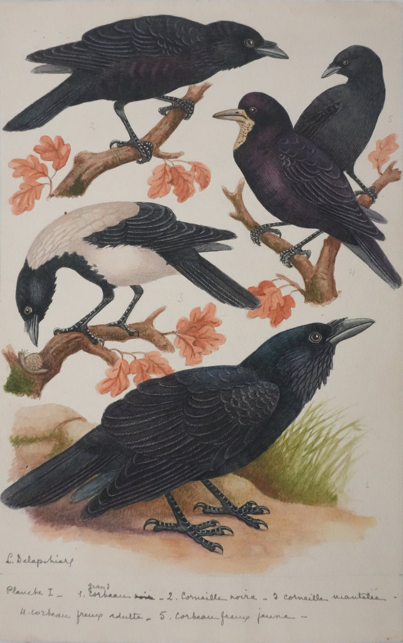 Louis DELAPCHIER : Corbeaux et Corneilles, Aquarelle originale signée
