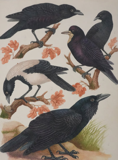 Louis DELAPCHIER : Corbeaux et Corneilles, Aquarelle originale signée