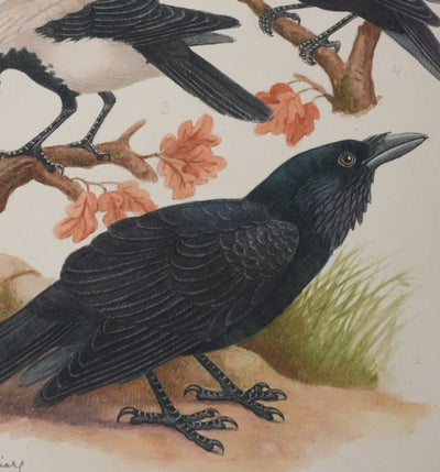 Louis DELAPCHIER : Corbeaux et Corneilles, Aquarelle originale signée