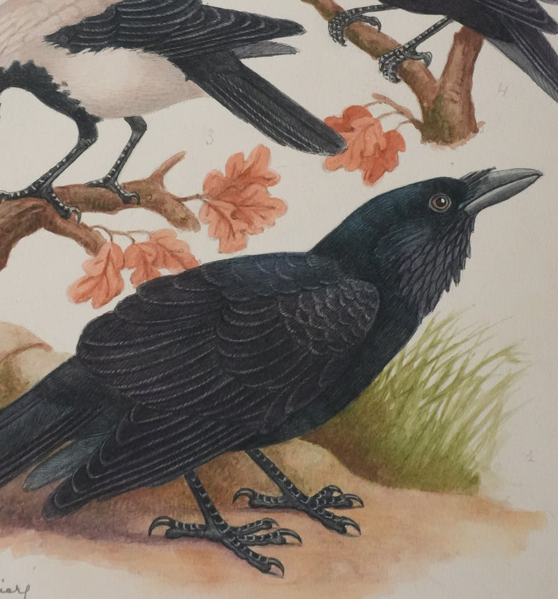 Louis DELAPCHIER : Corbeaux et Corneilles, Aquarelle originale signée