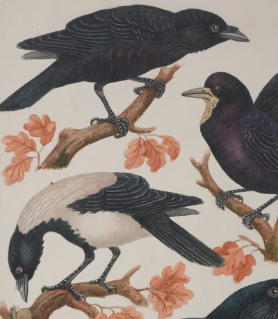 Louis DELAPCHIER : Corbeaux et Corneilles, Aquarelle originale signée