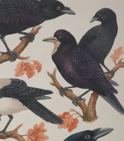 Louis DELAPCHIER : Corbeaux et Corneilles, Aquarelle originale signée