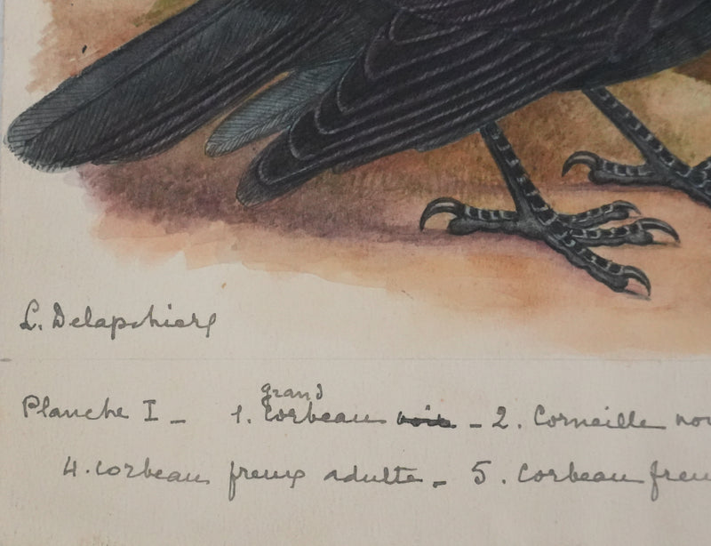 Louis DELAPCHIER : Corbeaux et Corneilles, Aquarelle originale signée