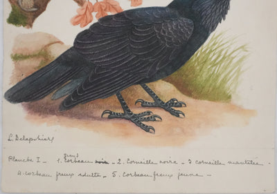 Louis DELAPCHIER : Corbeaux et Corneilles, Aquarelle originale signée