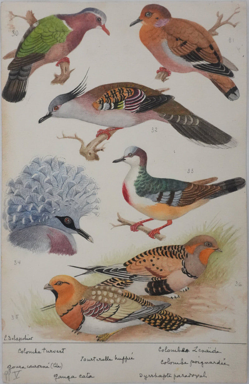 Louis DELAPCHIER : Colombes, Ganga Cata et Tourterelle, Aquarelle originale signée