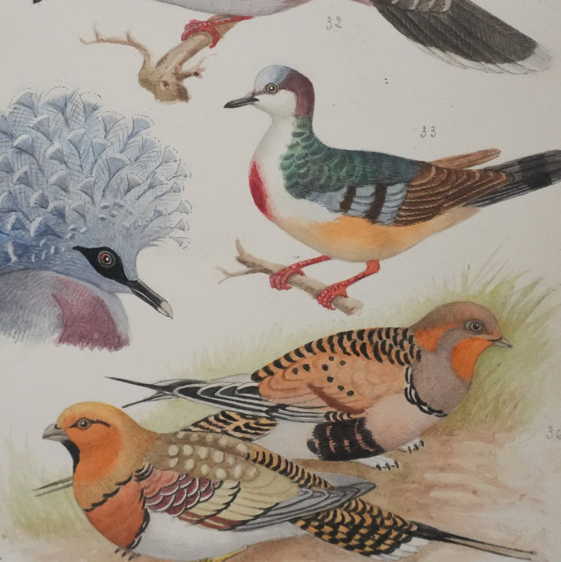 Louis DELAPCHIER : Colombes, Ganga Cata et Tourterelle, Aquarelle originale signée