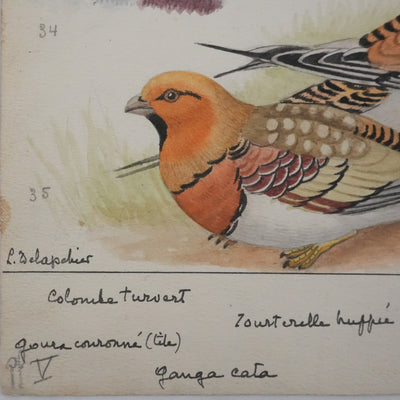 Louis DELAPCHIER : Colombes, Ganga Cata et Tourterelle, Aquarelle originale signée