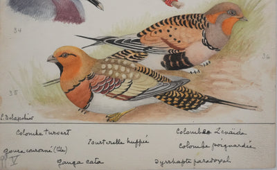 Louis DELAPCHIER : Colombes, Ganga Cata et Tourterelle, Aquarelle originale signée