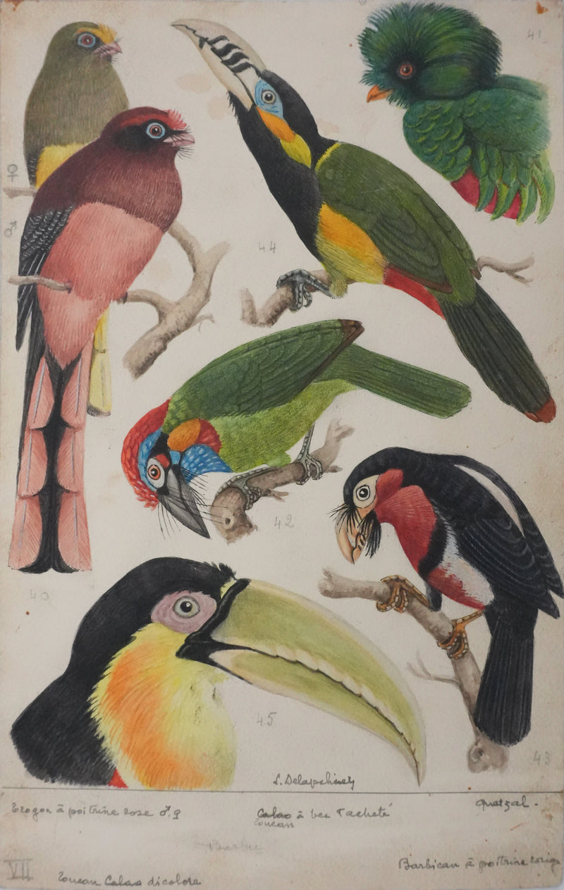 Louis DELAPCHIER : Toucan, Barbican et Quetzal, Aquarelle originale signée