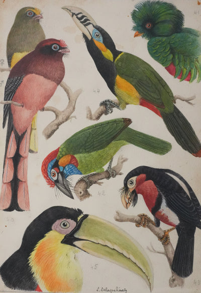Louis DELAPCHIER : Toucan, Barbican et Quetzal, Aquarelle originale signée
