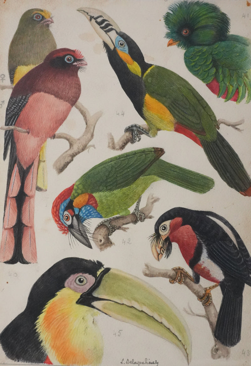 Louis DELAPCHIER : Toucan, Barbican et Quetzal, Aquarelle originale signée