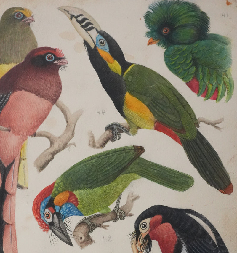 Louis DELAPCHIER : Toucan, Barbican et Quetzal, Aquarelle originale signée