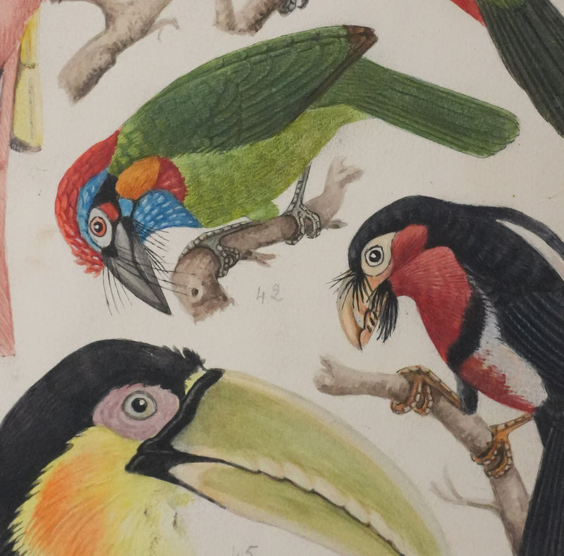 Louis DELAPCHIER : Toucan, Barbican et Quetzal, Aquarelle originale signée