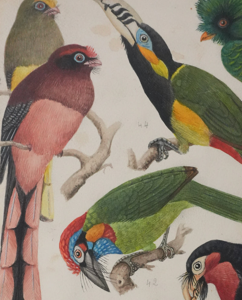 Louis DELAPCHIER : Toucan, Barbican et Quetzal, Aquarelle originale signée