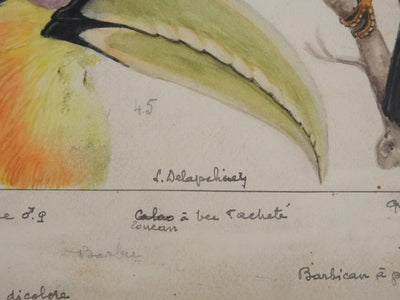 Louis DELAPCHIER : Toucan, Barbican et Quetzal, Aquarelle originale signée